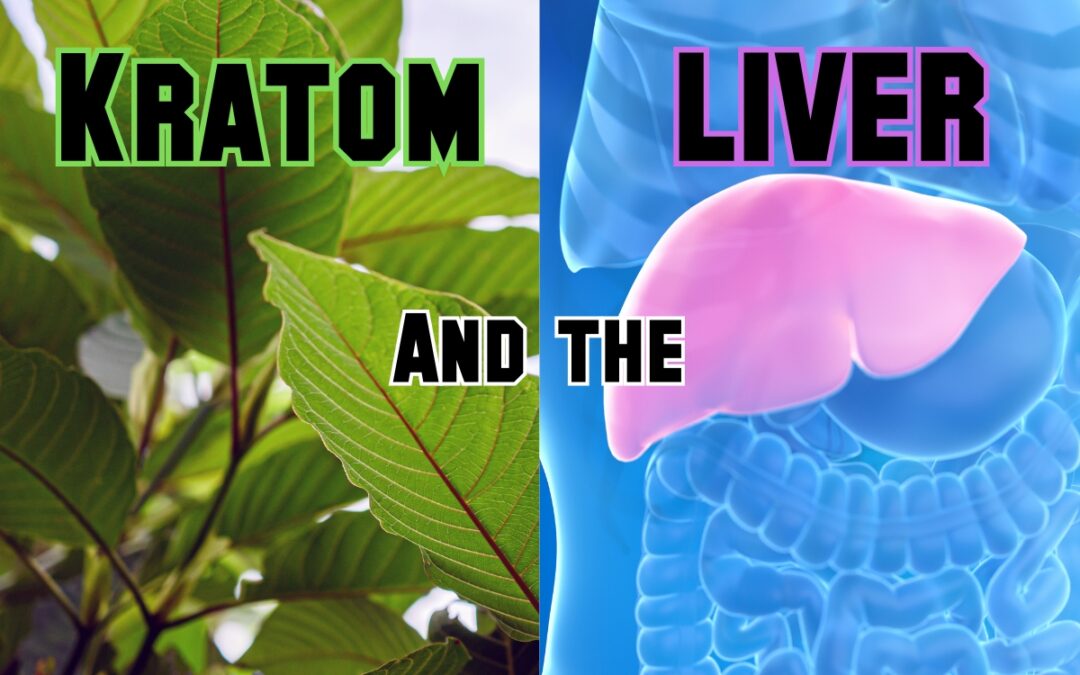Kratom and the Liver: What Science Really Shows