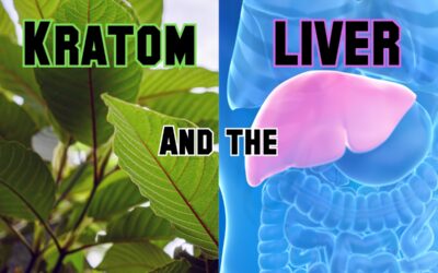Kratom and the Liver: What Science Really Shows